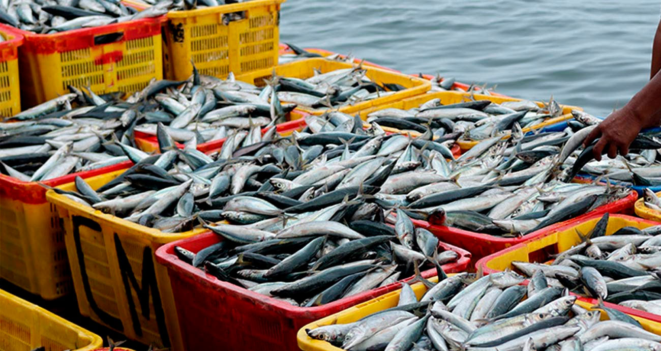 Цифровой сервис Fishplace зафиксировал рост аудитории рыбопромышлеников на платформе