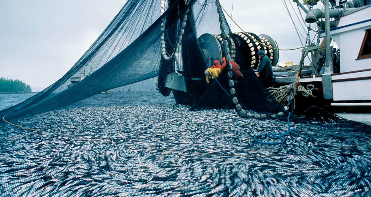 Цифровые инструменты чаще внедряют рыбодобывающие компании и трейдеры