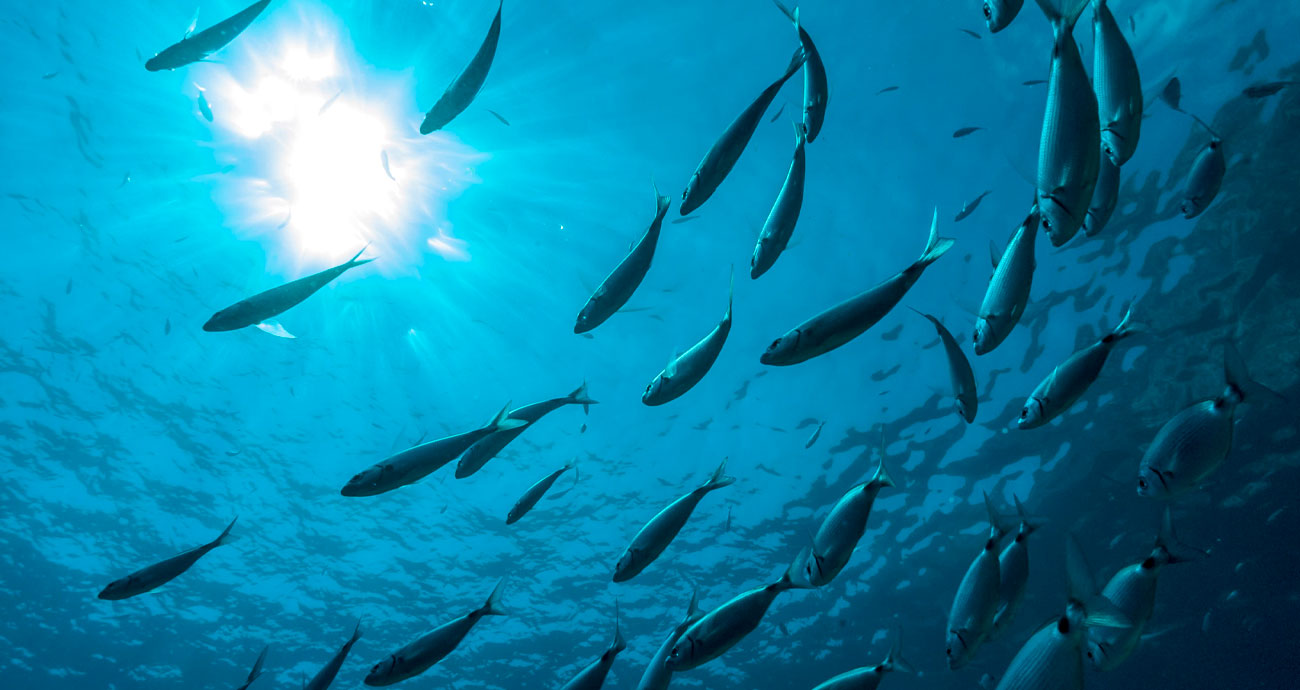 Регистрация внебиржевых сделок: взросление рыбного рынка без иллюзий